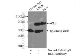 RelB Rabbit anti-Human, Rat, Polyclonal, Proteintech:Antibodies:Primary