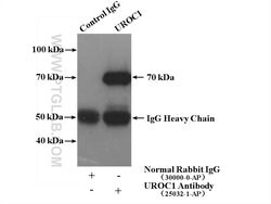 UROC1 Rabbit anti-Human, Mouse, Polyclonal, Proteintech:Antibodies:Primary