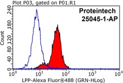 LPP Rabbit anti-Human, Mouse, Polyclonal, Proteintech 150 &mu;L; Unconjugated:Antibodies,