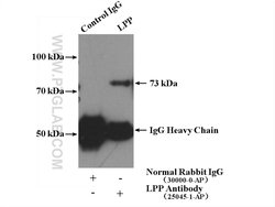LPP Rabbit anti-Human, Mouse, Polyclonal, Proteintech 150 &mu;L; Unconjugated:Antibodies,