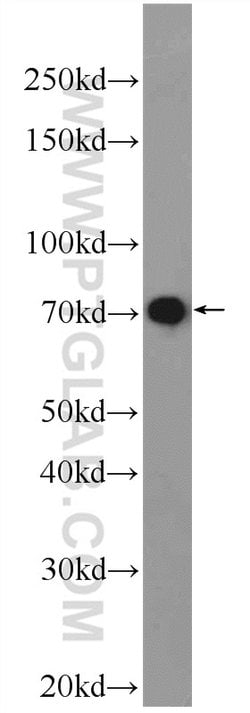 LPP Rabbit anti-Human, Mouse, Polyclonal, Proteintech 150 &mu;L; Unconjugated:Antibodies,