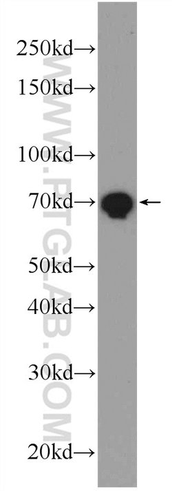 LPP Rabbit anti-Human, Mouse, Polyclonal, Proteintech 150 &mu;L; Unconjugated:Antibodies,