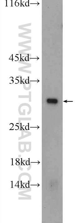 CAPNS1 Rabbit anti-Human, Mouse, Polyclonal, Proteintech 150 &mu;L; Unconjugated:Antibodies,