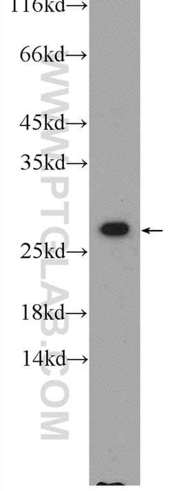 CAPNS1 Rabbit anti-Human, Mouse, Polyclonal, Proteintech 150 &mu;L; Unconjugated:Antibodies,