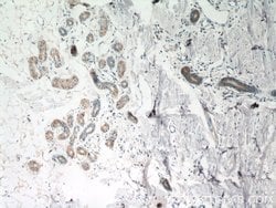 TGM5 Rabbit anti-Human, Mouse, Polyclonal, Proteintech 150 &mu;L; Unconjugated:Antibodies,