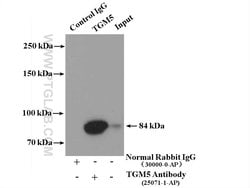 TGM5 Rabbit anti-Human, Mouse, Polyclonal, Proteintech 150 &mu;L; Unconjugated:Antibodies,