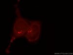 Thumbnail_GPR107 Rabbit anti-Human, Mouse, Polyclonal, Proteintech 20 &mu;L; Unconjugated:Antibodies