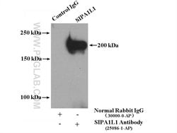 SIPA1L1 Rabbit anti-Human, Mouse, Polyclonal, Proteintech 20 &mu;L; Unconjugated:Antibodies,