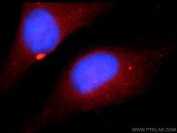 ZNF277 Rabbit anti-Human, Polyclonal, Proteintech:Antibodies:Primary Antibodies