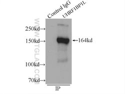 UHRF1BP1L Rabbit anti-Human, Mouse, Polyclonal, Proteintech 150 &mu;L | Buy Online | Proteintech Group Inc | Fisher Scientific