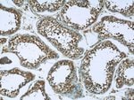 Thumbnail_C6orf211 Rabbit anti-Human, Polyclonal, Proteintech 20 &mu;L; Unconjugated:Anticuerpos