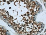 Thumbnail_C6orf211 Rabbit anti-Human, Polyclonal, Proteintech 20 &mu;L; Unconjugated:Anticuerpos
