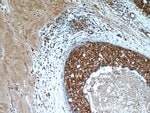 Thumbnail_C6orf211 Rabbit anti-Human, Polyclonal, Proteintech 20 &mu;L; Unconjugated:Anticuerpos