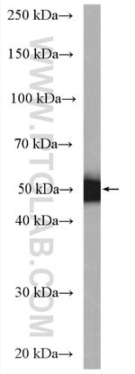 Thumbnail_C6orf211 Rabbit anti-Human, Polyclonal, Proteintech 20 &mu;L; Unconjugated:Anticuerpos