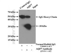 AQP7 Rabbit anti-Human, Mouse, Polyclonal, Proteintech:Antibodies:Primary