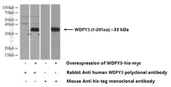 WDFY3 / ALFY Rabbit anti-Human, Polyclonal, Proteintech 20 &mu;L | Buy Online | Proteintech | Fisher Scientific