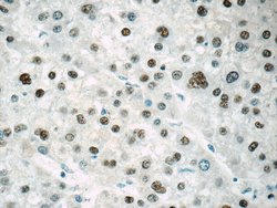 ONECUT1 Rabbit anti-Human, Mouse, Polyclonal, Proteintech:Antibodies:Primary