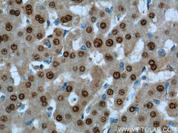 ONECUT1 Rabbit anti-Human, Mouse, Polyclonal, Proteintech:Antibodies:Primary