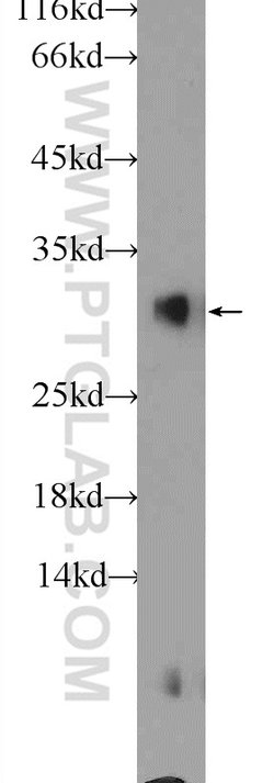 BHLHA15 Rabbit anti-Human, Mouse, Rat, Polyclonal, Proteintech 150 &mu;L;