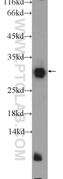 BHLHA15 Rabbit anti-Human, Mouse, Rat, Polyclonal, Proteintech 150 &mu;L;