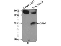 BHLHA15 Rabbit anti-Human, Mouse, Rat, Polyclonal, Proteintech 150 &mu;L;
