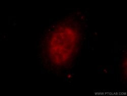 ZNF326 Rabbit anti-Human, Mouse, Polyclonal, Proteintech:Antibodies:Primary
