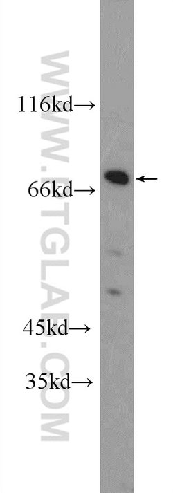 ZNF326 Rabbit anti-Human, Mouse, Polyclonal, Proteintech:Antibodies:Primary