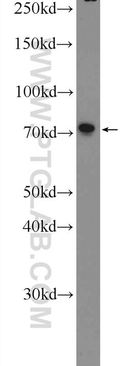 ZNF326 Rabbit anti-Human, Mouse, Polyclonal, Proteintech:Antibodies:Primary