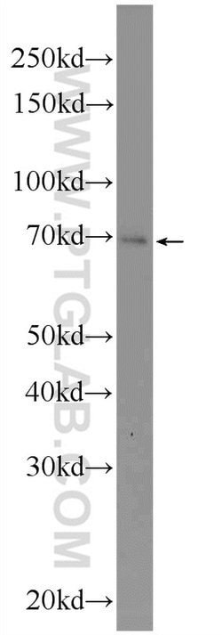 ZNF253 Rabbit anti-Human, Polyclonal, Proteintech 20 &mu;L; Unconjugated:Antibodies,