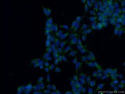 PTCD3 Rabbit anti-Human, Mouse, Rat, Polyclonal, Proteintech:Antibodies:Primary