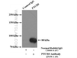 PTCD3 Rabbit anti-Human, Mouse, Rat, Polyclonal, Proteintech:Antibodies:Primary