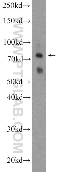 PTCD3 Rabbit anti-Human, Mouse, Rat, Polyclonal, Proteintech:Antibodies:Primary