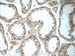 HIVEP1 Rabbit anti-Human, Polyclonal, Proteintech 150 &mu;L; Unconjugated:Antibodies,