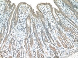 HIVEP1 Rabbit anti-Human, Polyclonal, Proteintech 150 &mu;L; Unconjugated:Antibodies,