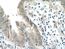HIVEP1 Rabbit anti-Human, Polyclonal, Proteintech 150 &mu;L; Unconjugated:Antibodies,