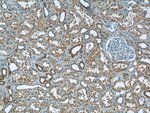 Thumbnail_ZNF497 Rabbit anti-Human, Mouse, Polyclonal, Proteintech 20 &mu;L; Unconjugated:Antibodies,
