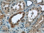 Thumbnail_ZNF497 Rabbit anti-Human, Mouse, Polyclonal, Proteintech 20 &mu;L; Unconjugated:Antibodies,