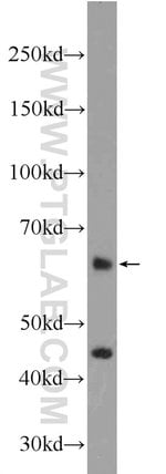 Thumbnail_ZNF497 Rabbit anti-Human, Mouse, Polyclonal, Proteintech 20 &mu;L; Unconjugated:Antibodies,