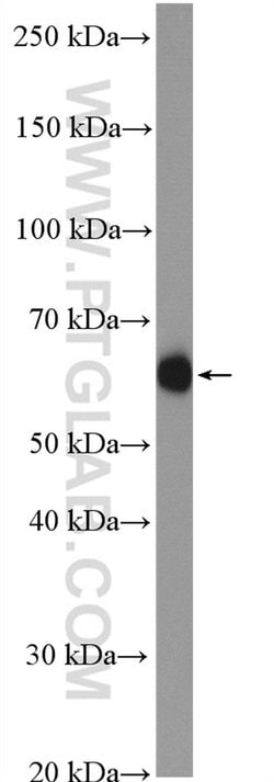 HYAL1 Rabbit anti-Human, Mouse, Polyclonal, Proteintech:Antibodies:Primary