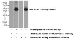 MYH1 (N-terminal) Rabbit anti-Human, Mouse, Polyclonal, Proteintech 150