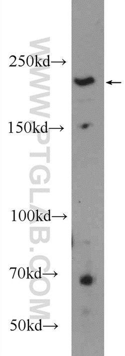 GBF1 Rabbit anti-Human, Polyclonal, Proteintech
