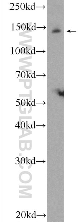 JIP3 Rabbit anti-Human, Mouse, Rat, Polyclonal, Proteintech:Antibodies:Primary