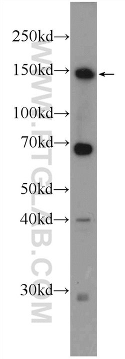 ZBTB11 Rabbit anti-Human, Mouse, Polyclonal, Proteintech:Antibodies:Primary