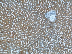 KLHL28 Rabbit anti-Human, Mouse, Polyclonal, Proteintech 150 &mu;L; Unconjugated:Antibodies,