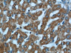KLHL28 Rabbit anti-Human, Mouse, Polyclonal, Proteintech 150 &mu;L; Unconjugated:Antibodies,