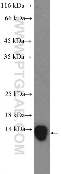 Galectin 10 Rabbit anti-Human, Polyclonal, Proteintech 150 &mu;L; Unconjugated:Antibodies,