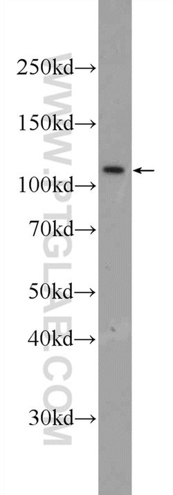 MYT1L Rabbit anti-Human, Polyclonal, Proteintech:Antibodies:Primary Antibodies