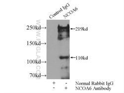 NCOA6 Rabbit anti-Human, Mouse, Polyclonal, Proteintech:Antibodies:Primary