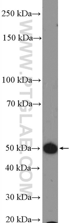 GPR103 Rabbit anti-Human, Mouse, Polyclonal, Proteintech 150 &mu;L; Unconjugated 