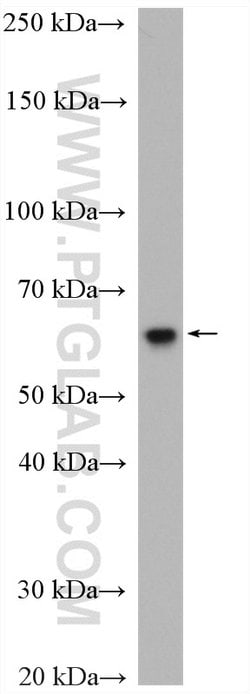 TBC1D24 Rabbit anti-Human, Polyclonal, Proteintech 150 &mu;L; Unconjugated:Antibodies,